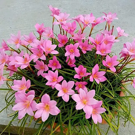 La Conchiglietta Blu Cardedu